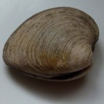Whole wild clam